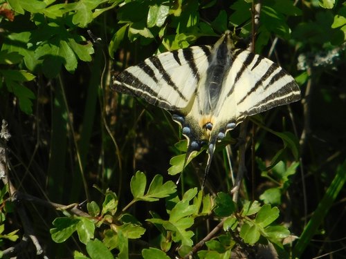 nature  butterfly  s