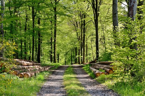 nature  forest  forest path