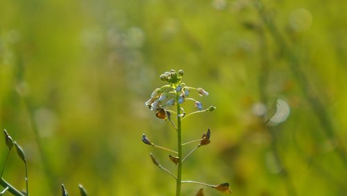 nature  plants  spring