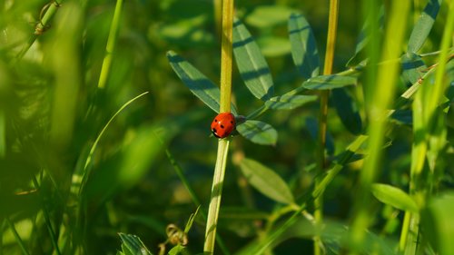 nature  plants  green