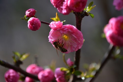 nature  flower  garden