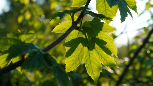 nature  plants  sprig