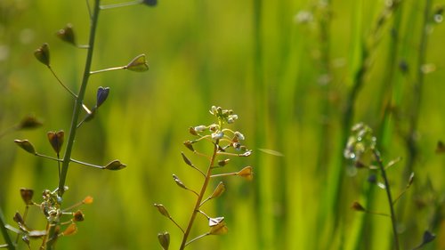 nature  plants  spring