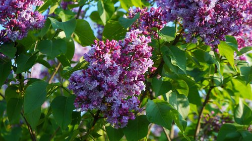 nature  plants  violet