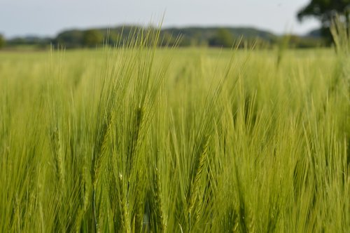 nature  agriculture  landscape