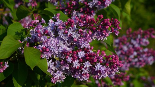 nature  plants  blooming