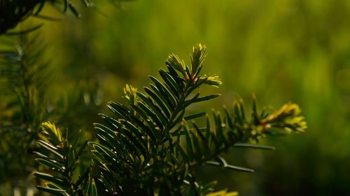 nature  plants  green