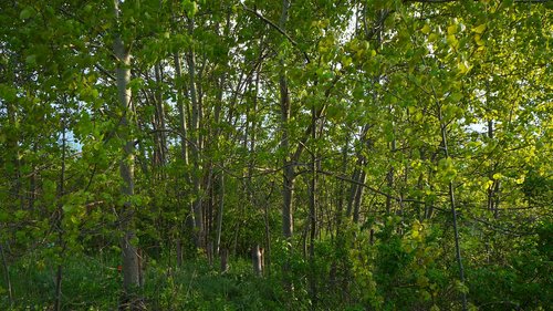 nature  plants  tree