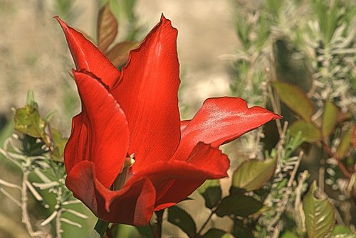 nature  garden  plant