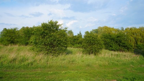 nature  plants  landscape