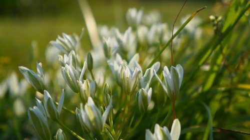 nature  plants  white