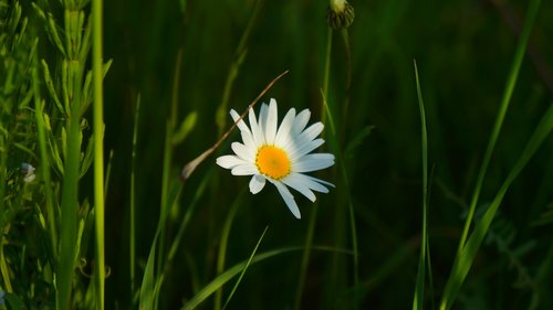 nature  plants  flowers