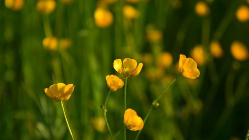 nature  plants  yellow