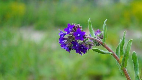 nature  plants  flower