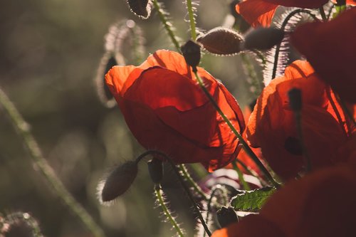 nature  flowers  garden