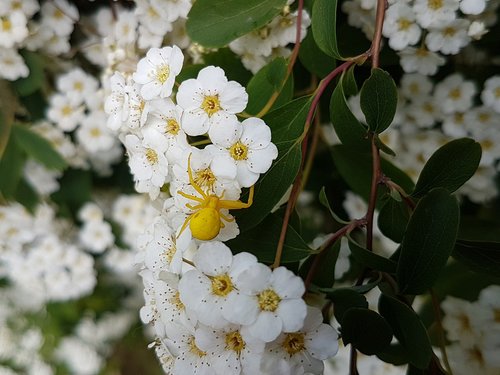 nature  spider  blossom