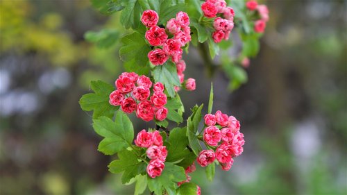 nature  plants  pink