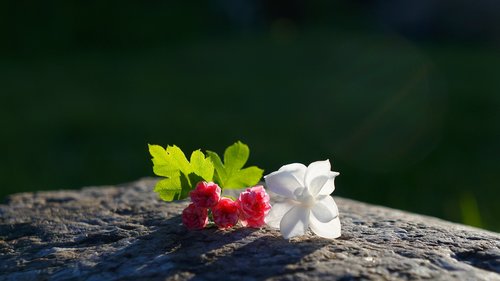 nature  plants  flowers