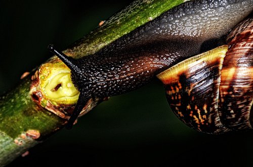 nature  snail  shell