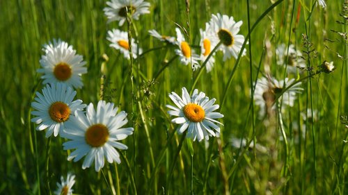 nature  plants  flowers