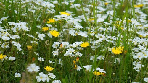 nature  plants  flowers