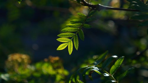 nature  plants  green