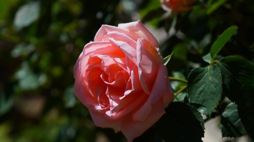 nature  plants  flowers