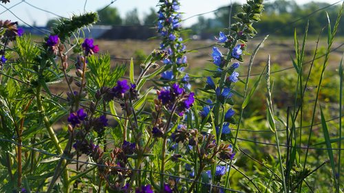 nature  plants  blue