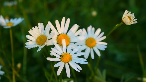 nature  plants  flowers