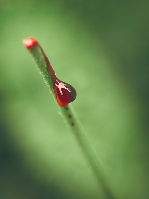 nature  plant  blood