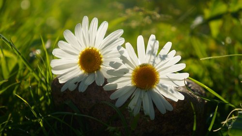 nature  plants  two