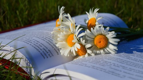 nature  plants  flower