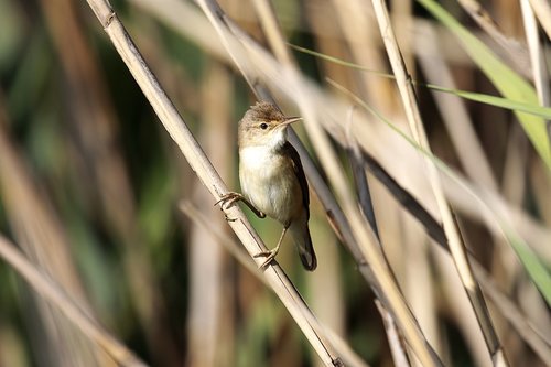 nature  reed warbler  reeds