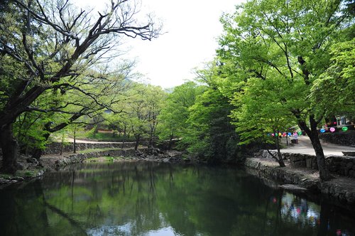 nature  forest  wood