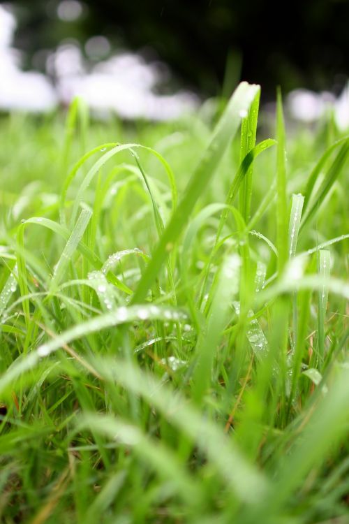 nature grass raindrops