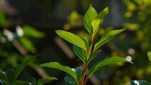 nature  plants  green