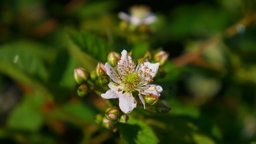 nature  plants  flowering blackberry