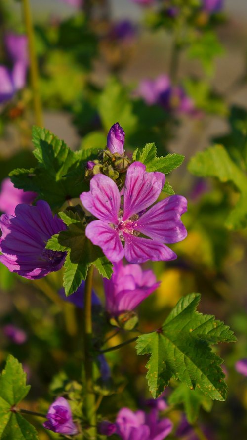 nature  plants  flowers