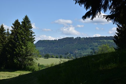 nature  forest  landscape