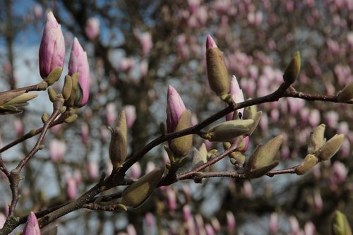 nature  garden  petals