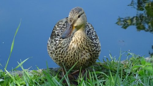 nature  fauna  duck