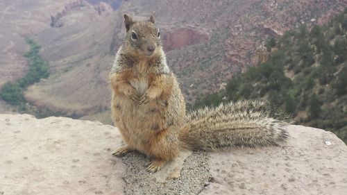 nature squirrel animal