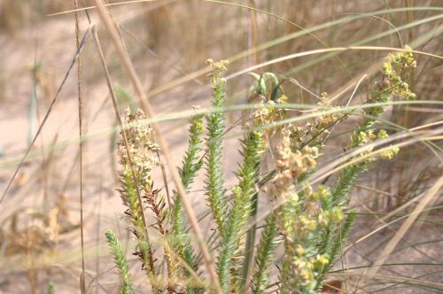 nature marsh dune