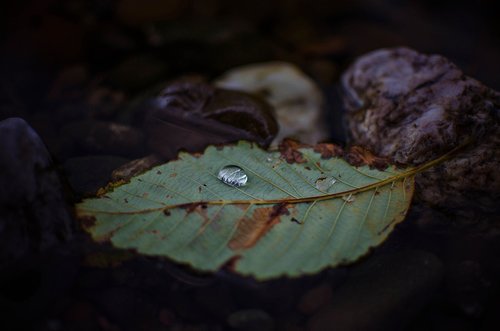 nature  leaf  droplet