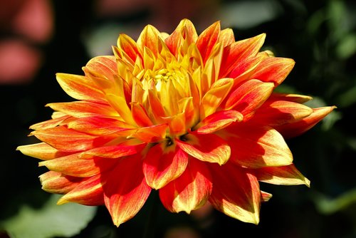 nature  flower  dahlia