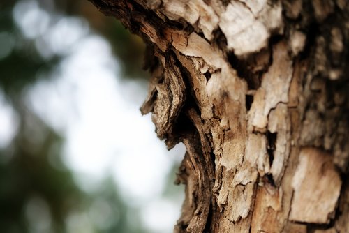 nature  leaves  tree