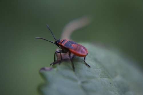 nature  beetle  red