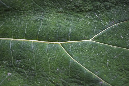 nature  leaf  green