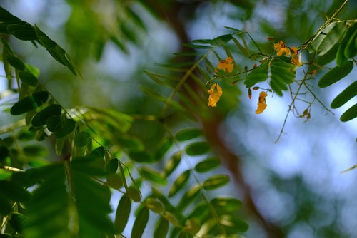 nature  trees  forest