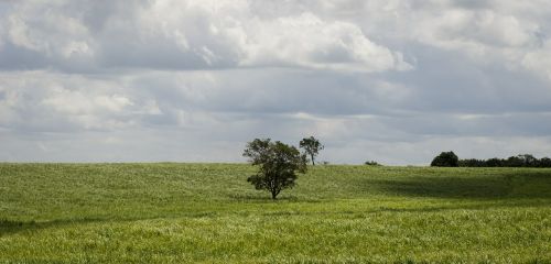 nature landscape trees